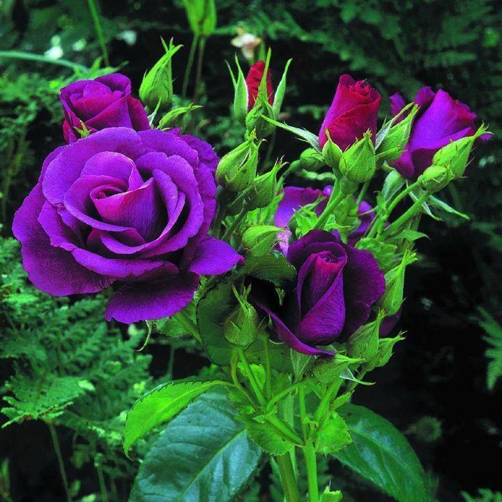 Purple Roses